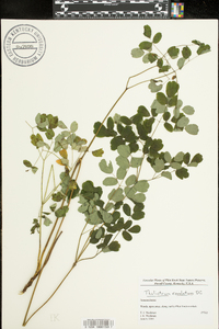 Thalictrum amphibolum image