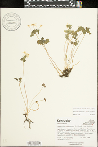 Thalictrum thalictroides image