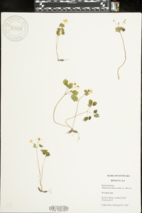 Thalictrum thalictroides image