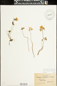 Thalictrum thalictroides image