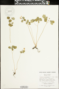 Thalictrum thalictroides image