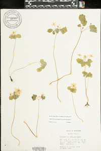 Thalictrum thalictroides image