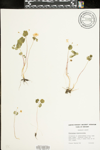 Thalictrum thalictroides image