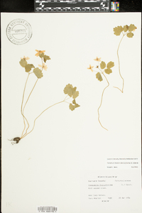 Thalictrum thalictroides image