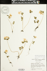 Thalictrum thalictroides image