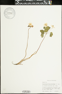 Thalictrum thalictroides image