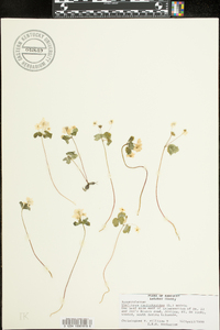 Thalictrum thalictroides image