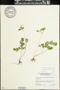 Thalictrum thalictroides image