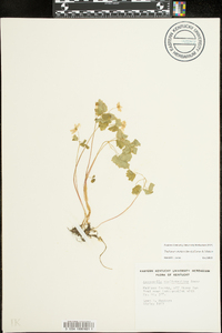 Thalictrum thalictroides image