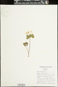 Thalictrum thalictroides image