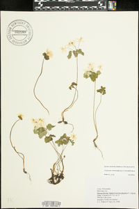 Thalictrum thalictroides image