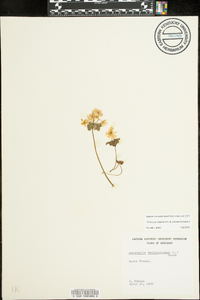 Thalictrum thalictroides image