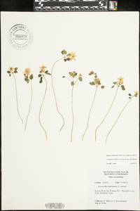 Thalictrum thalictroides image