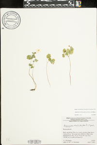 Thalictrum thalictroides image