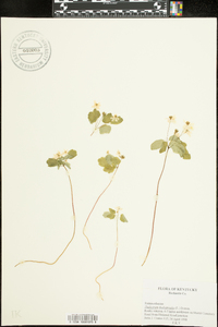 Thalictrum thalictroides image