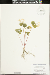 Thalictrum thalictroides image