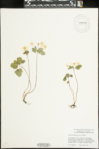 Thalictrum thalictroides image