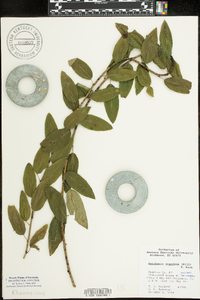 Berchemia scandens image