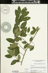 Berchemia scandens image