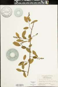 Berchemia scandens image