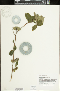 Berchemia scandens image