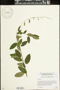 Berchemia scandens image