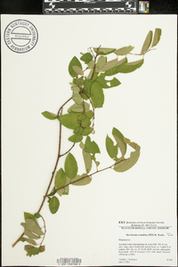 Berchemia scandens image