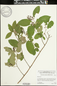 Berchemia scandens image