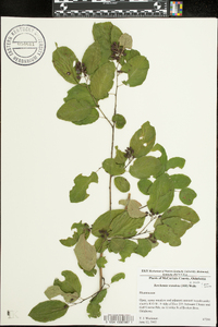 Berchemia scandens image