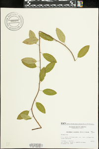 Berchemia scandens image