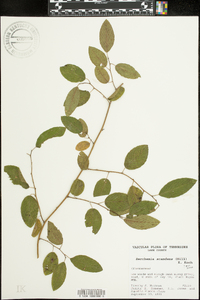 Berchemia scandens image