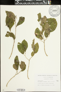 Berchemia scandens image