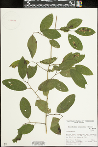 Berchemia scandens image