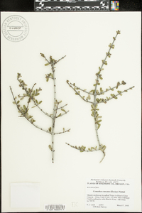 Ceanothus cuneatus image