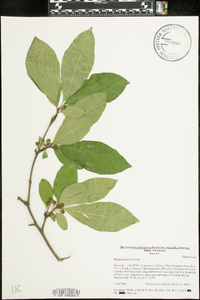 Rhamnus davurica image