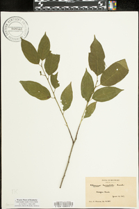 Rhamnus lanceolata image