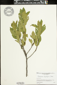 Rhamnus alnifolia image