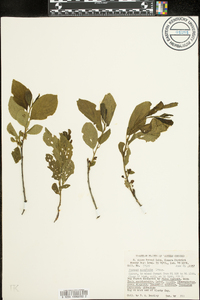 Rhamnus alnifolia image