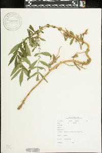 Agrimonia parviflora image