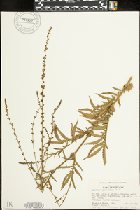 Agrimonia parviflora image