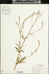 Agrimonia parviflora image