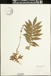 Agrimonia parviflora image