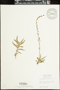 Agrimonia parviflora image