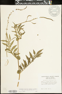 Agrimonia parviflora image