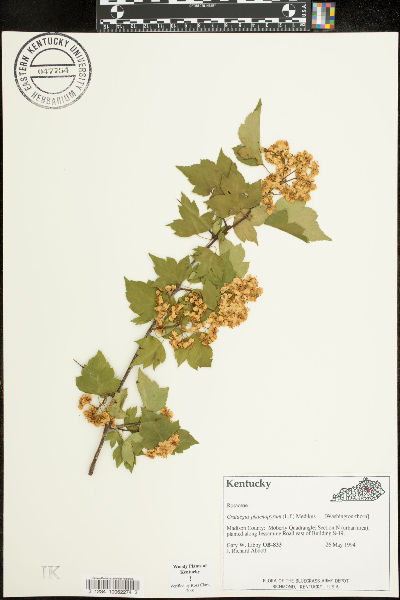 Crataegus phaenopyrum image