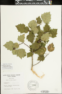 Crataegus pruinosa image