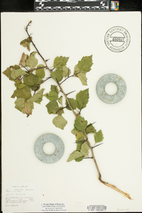 Crataegus pruinosa image