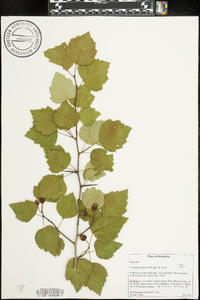 Crataegus pruinosa image