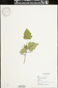 Crataegus pruinosa image