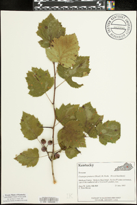 Crataegus pruinosa image